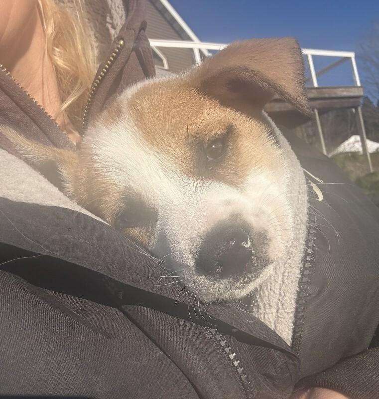 Darcy, a Adoptable mixed breed in Alma, WI image 4/5