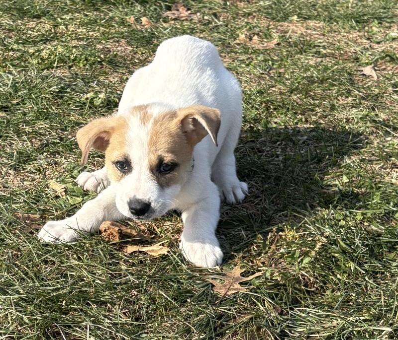 Darcy, a Adoptable mixed breed in Alma, WI image 5/5