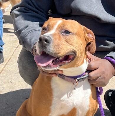 Baby, Adoptable, Adult Female Beagle & Pit Bull Terrier.