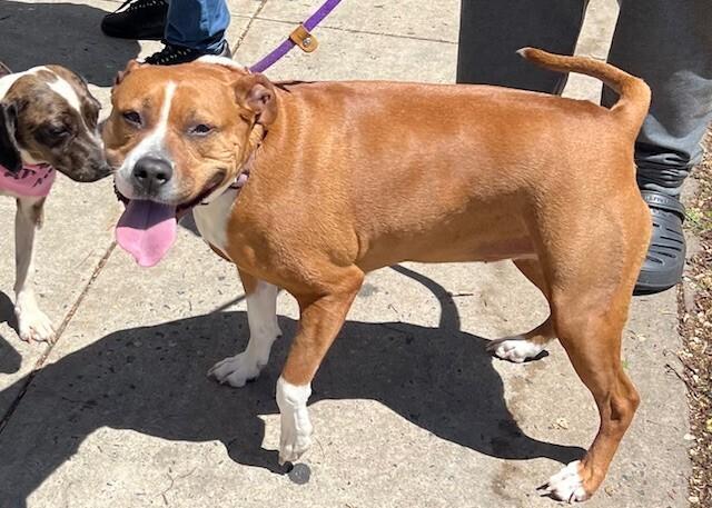 Enlarge Baby, a Adoptable mixed breed in Washington, DC image 2/6