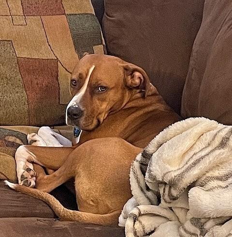 Enlarge Baby, a Adoptable mixed breed in Washington, DC image 3/6