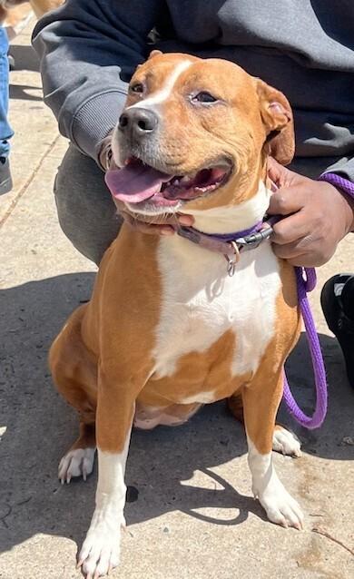 Enlarge Baby, a Adoptable mixed breed in Washington, DC image 5/6