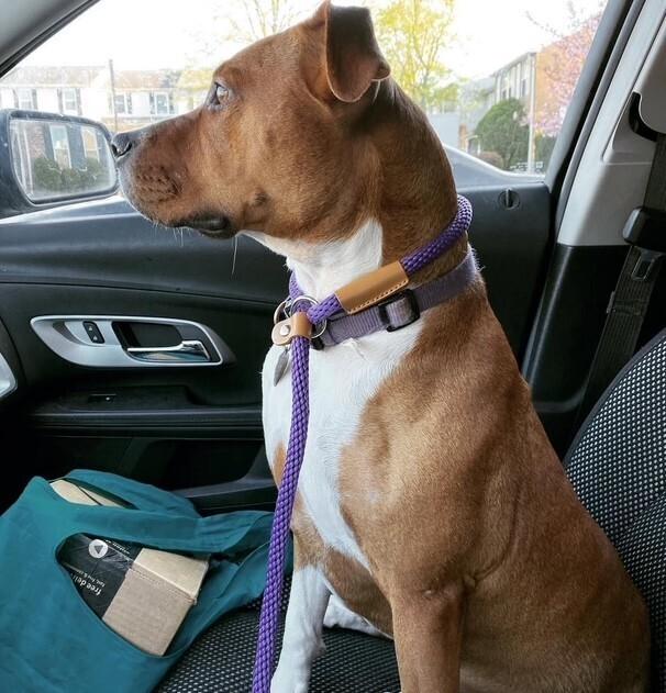 Enlarge Baby, a Adoptable mixed breed in Washington, DC image 6/6