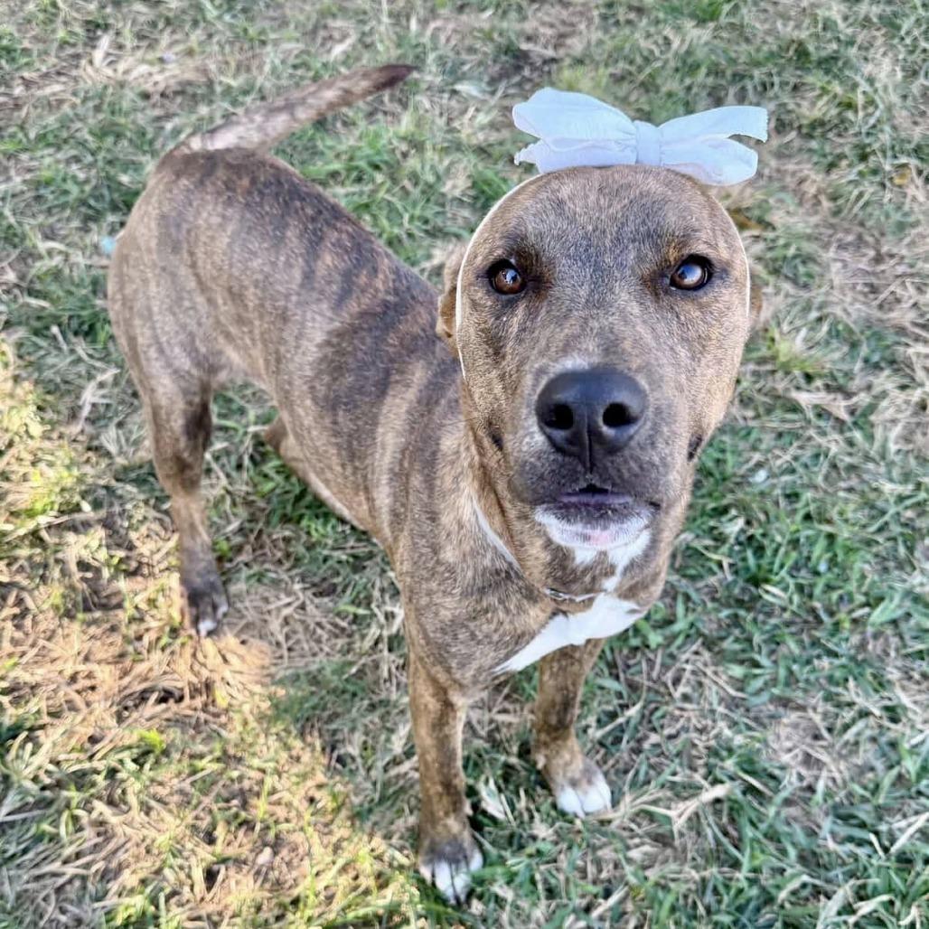 Macey, a Adoptable American Staffordshire Terrier in Pittsburgh, PA image 1/4