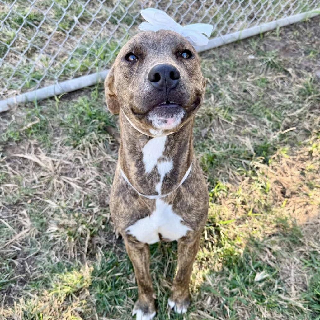 Macey, a Adoptable American Staffordshire Terrier in Pittsburgh, PA image 2/4