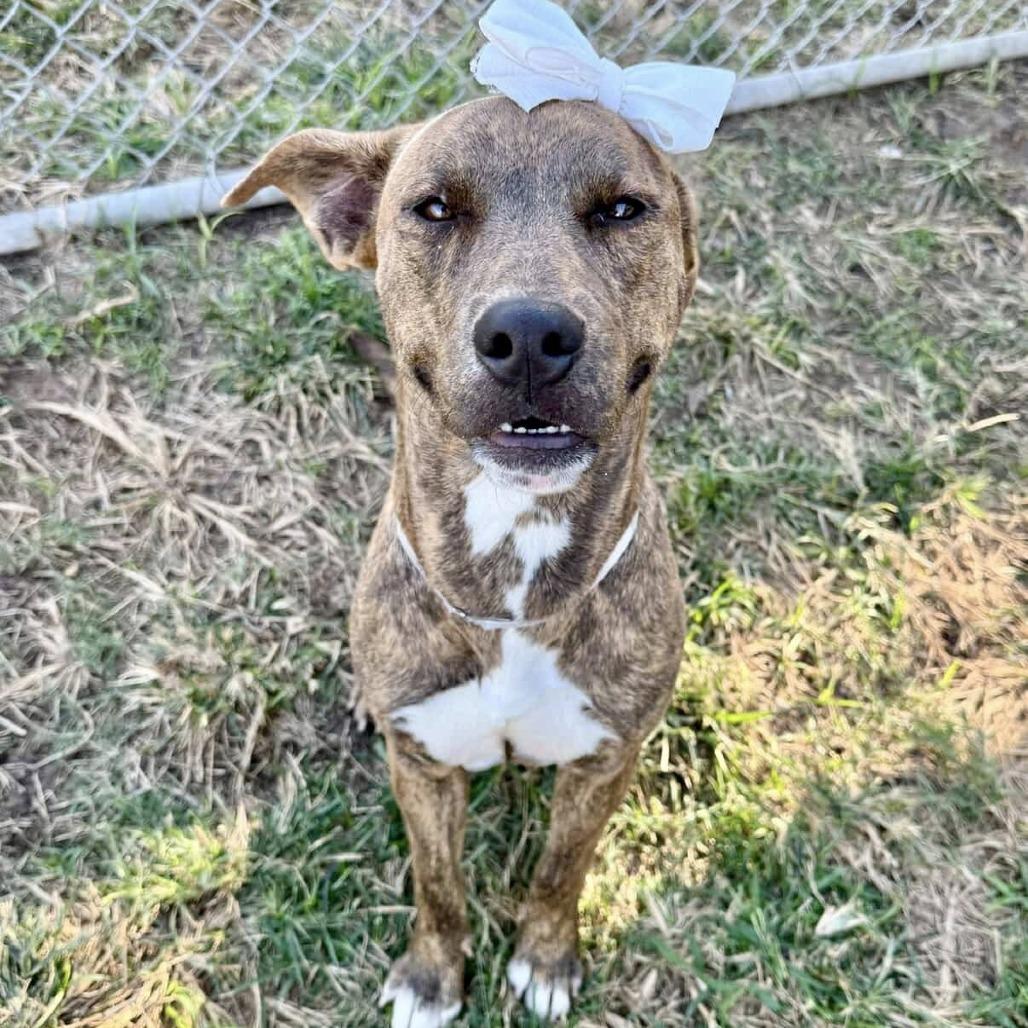 Macey, a Adoptable American Staffordshire Terrier in Pittsburgh, PA image 3/4