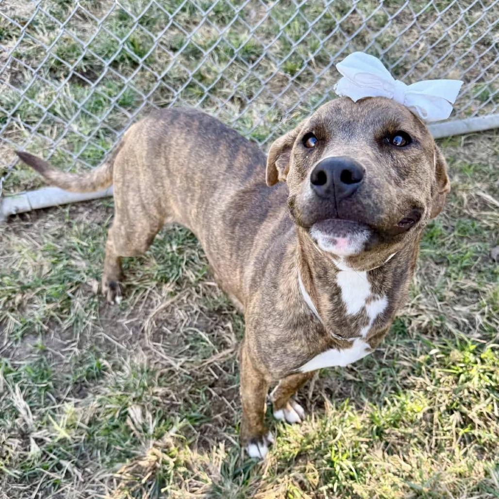 Macey, a Adoptable American Staffordshire Terrier in Pittsburgh, PA image 4/4
