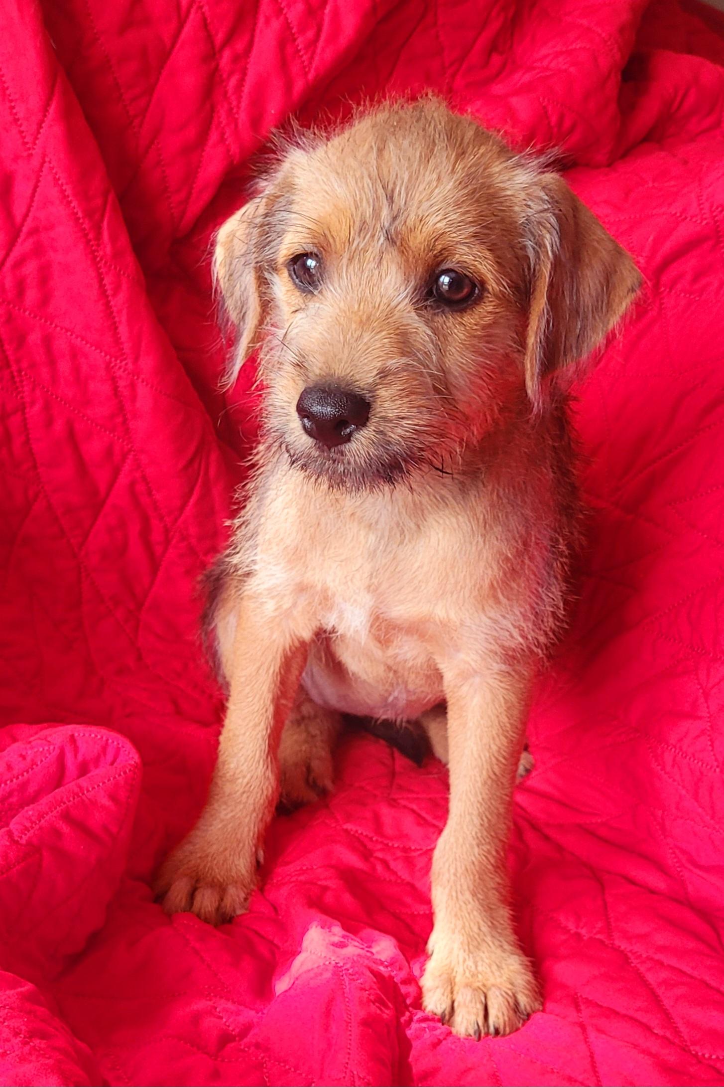 Dylan, adoptable, Puppy Female Terrier & Irish Terrier.