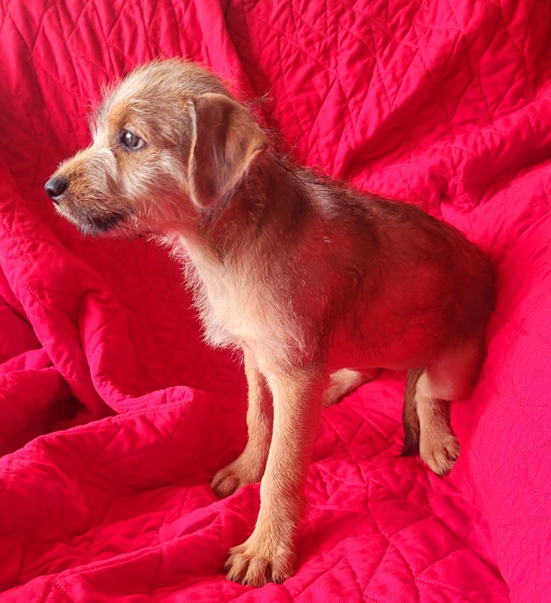 Enlarge Dylan, an adoptable mixed breed in Orlando, FL image 2/3