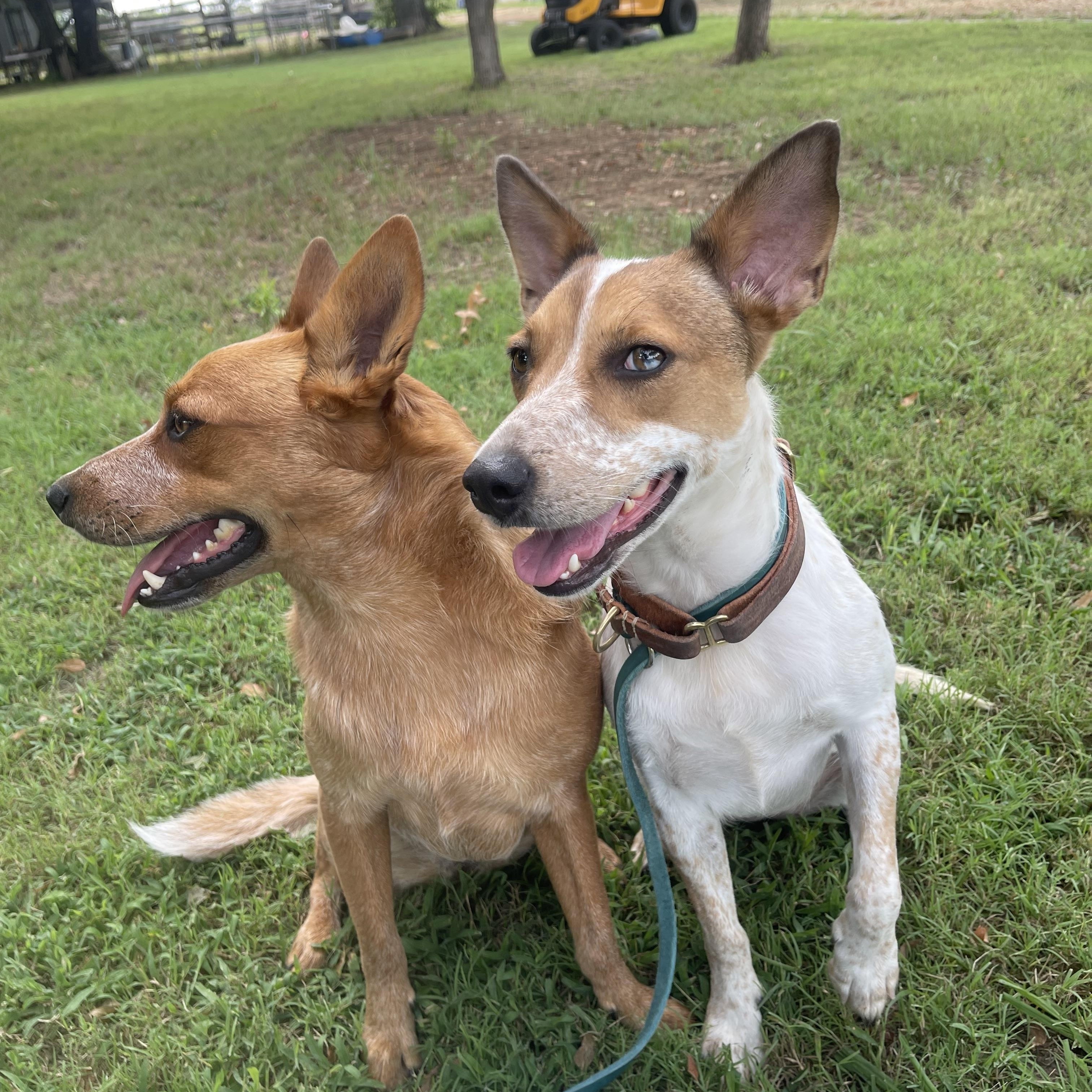 Enlarge Liza, a Adoptable mixed breed in Parker, CO image 5/6