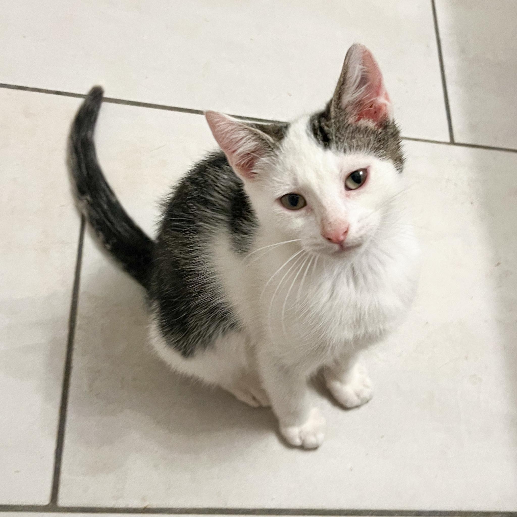 Enlarge Mira, a Adoptable Domestic Short Hair in Mastic beach, NY image 3/4