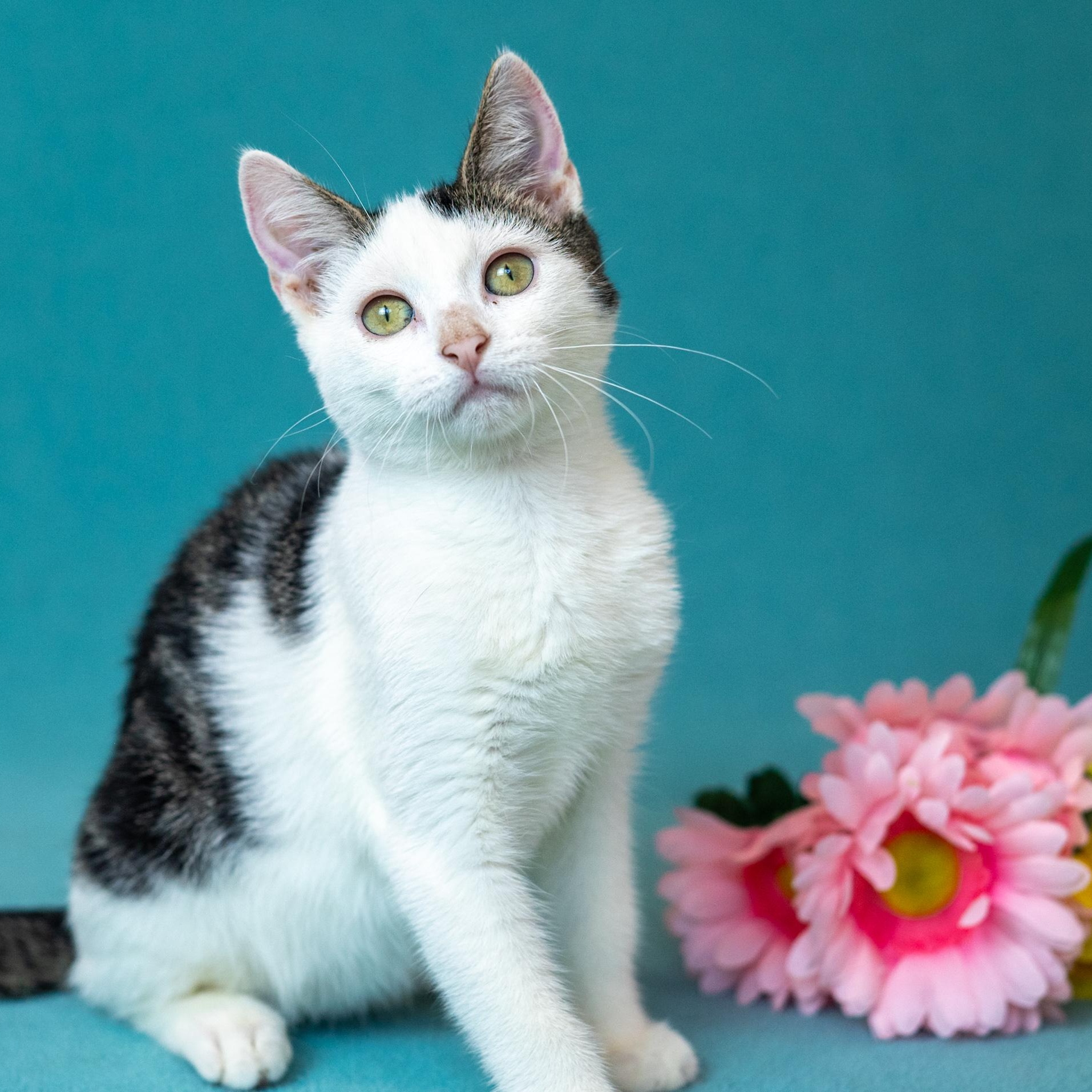 Mira, Adoptable, Kitten Female Domestic Short Hair.