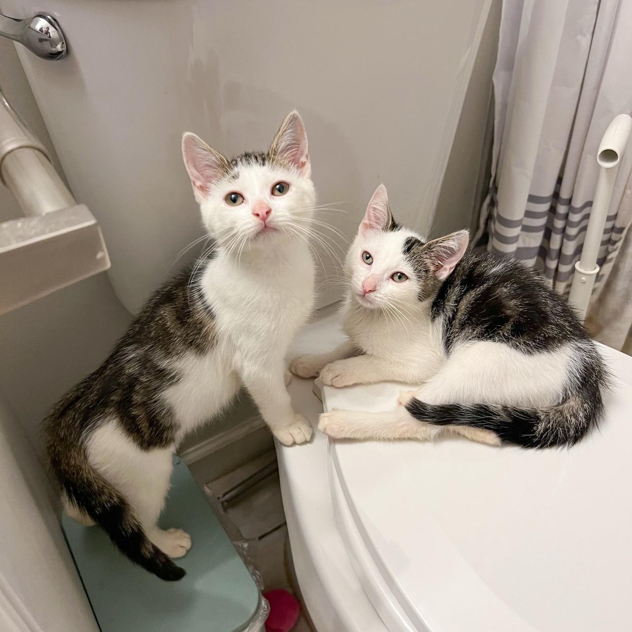 Enlarge Mira, a Adoptable Domestic Short Hair in Mastic beach, NY image 4/4