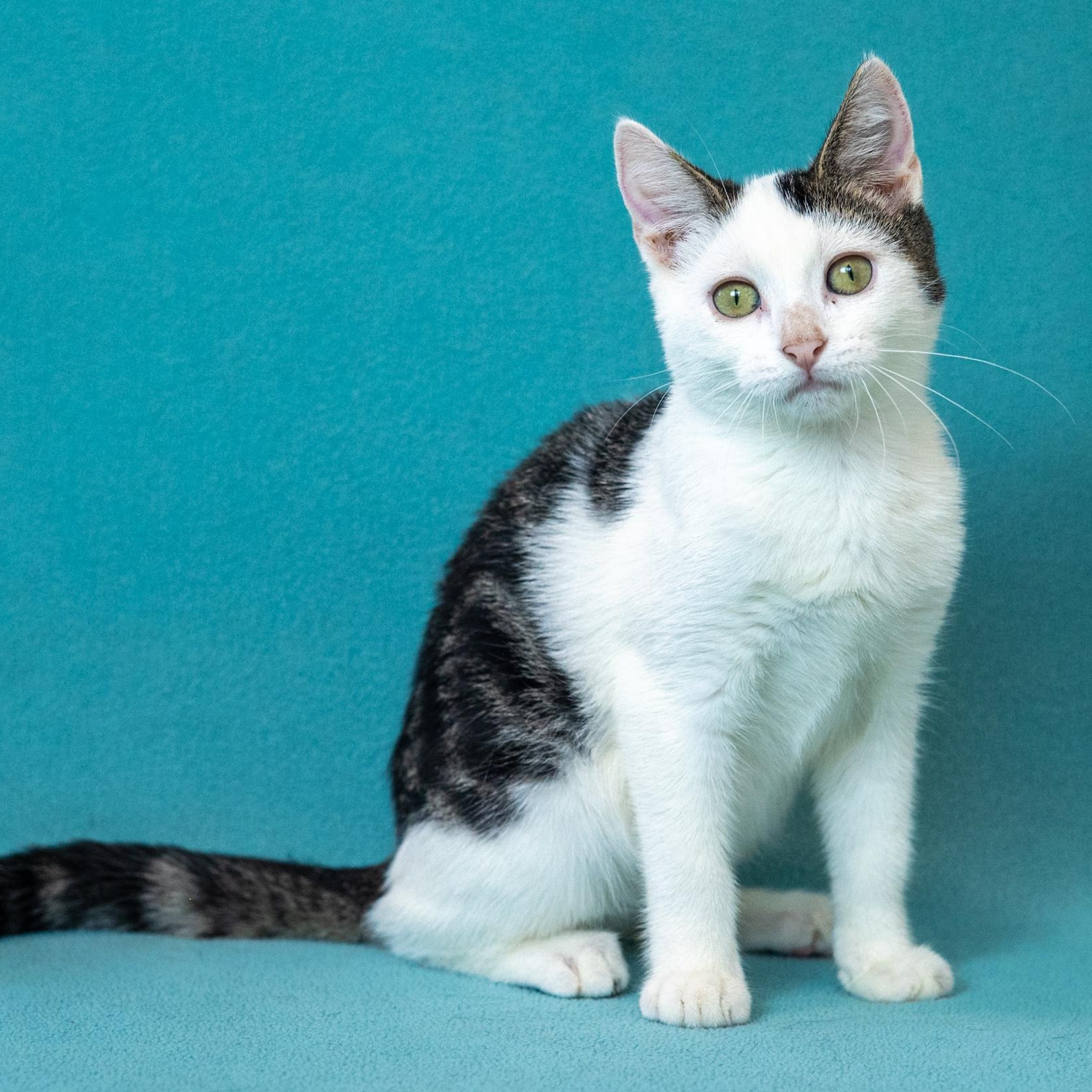 Enlarge Mira, a Adoptable Domestic Short Hair in Mastic beach, NY image 2/4