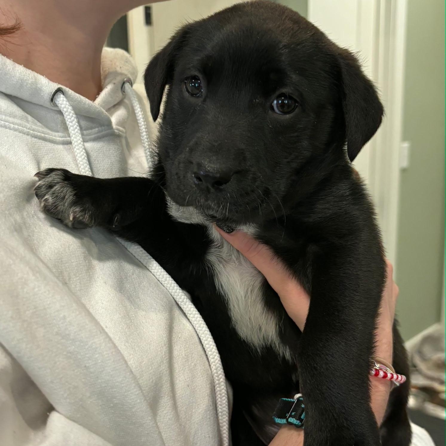 Enlarge FRODO - ARRIVING IN MAINE MARCH 7th, an adopted Mixed Breed in Berwick, ME image 2/6