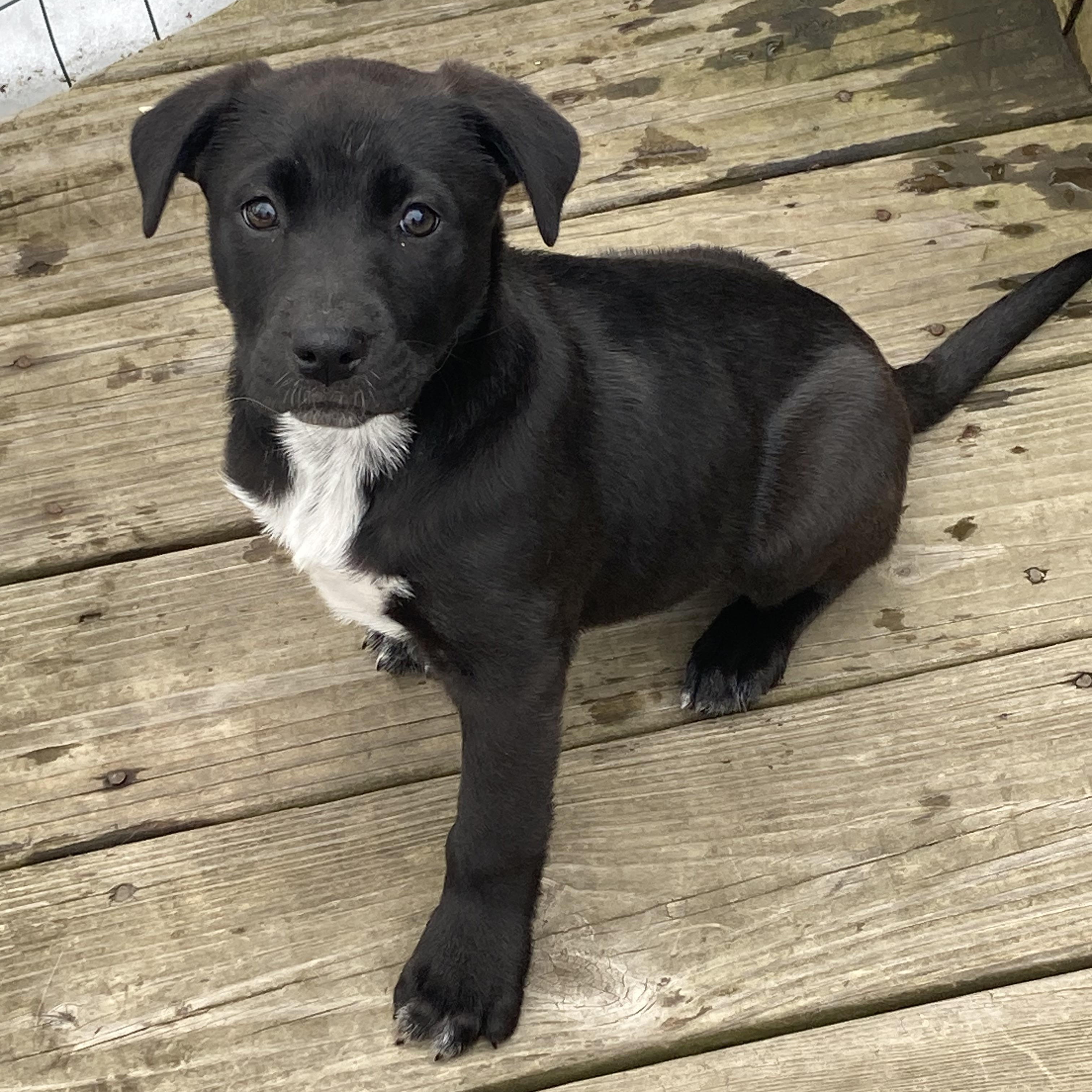 Enlarge FRODO - ARRIVING IN MAINE MARCH 7th, an adopted Mixed Breed in Berwick, ME image 5/6