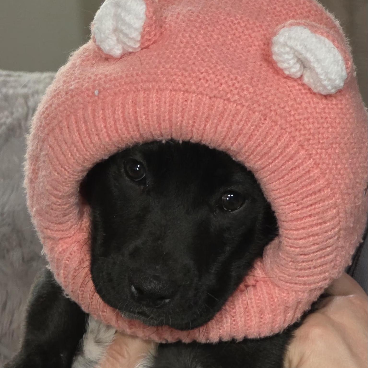 Enlarge FRODO - ARRIVING IN MAINE MARCH 7th, an adopted Mixed Breed in Berwick, ME image 6/6