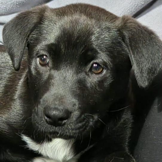 Enlarge FRODO - ARRIVING IN MAINE MARCH 7th, an adopted Mixed Breed in Berwick, ME image 4/6