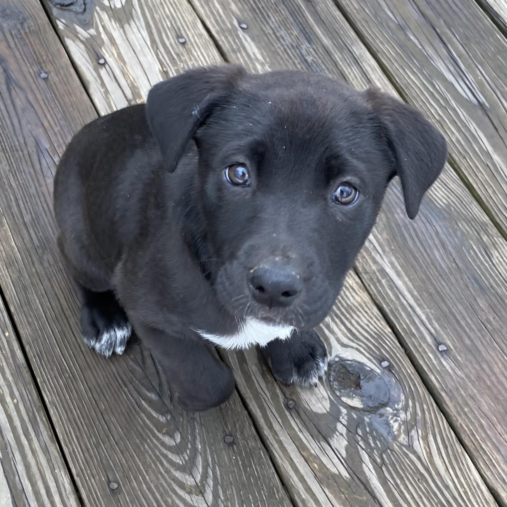 Enlarge FRODO - ARRIVING IN MAINE MARCH 7th, an adopted Mixed Breed in Berwick, ME image 1/6