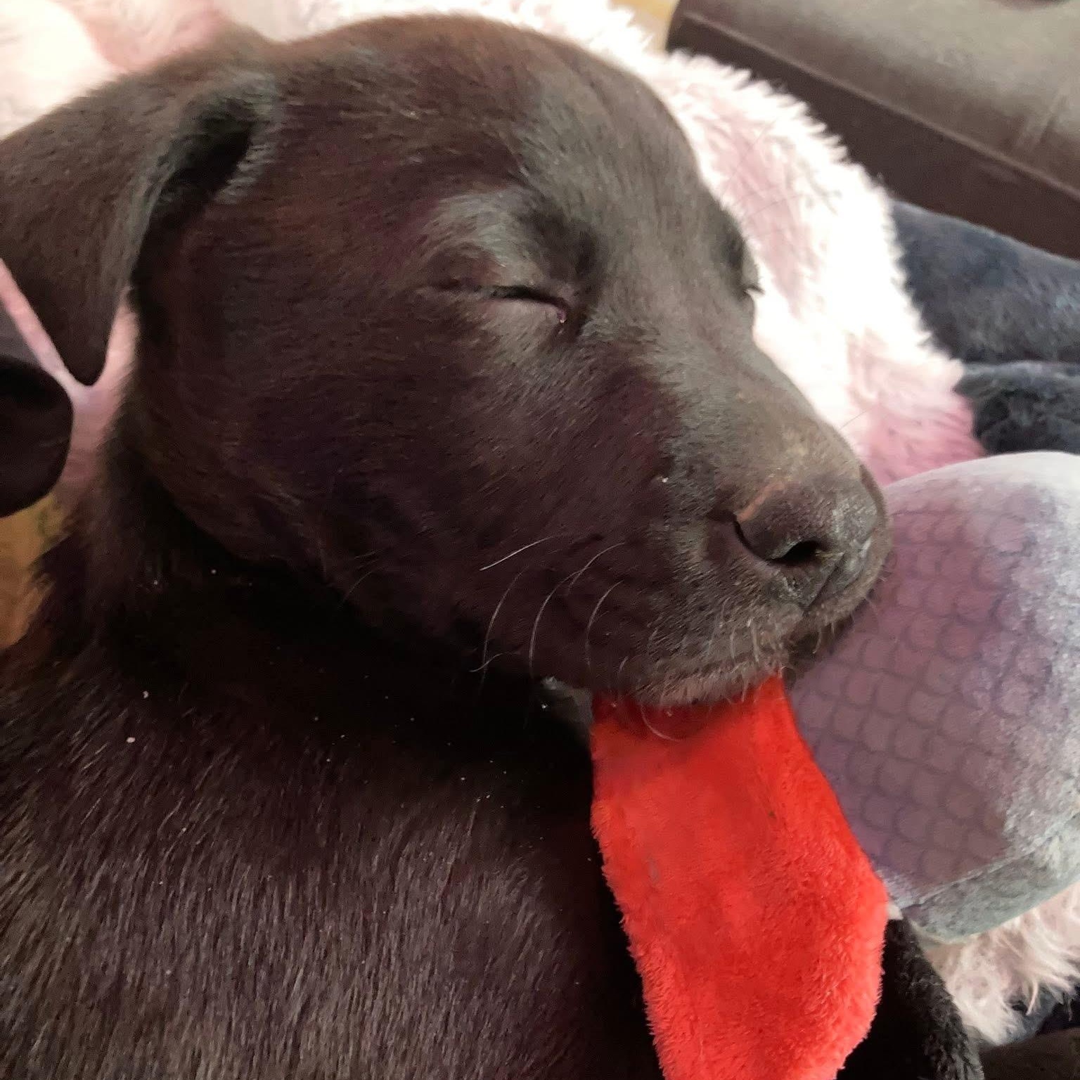 Enlarge FRODO - ARRIVING IN MAINE MARCH 7th, an adopted Mixed Breed in Berwick, ME image 3/6