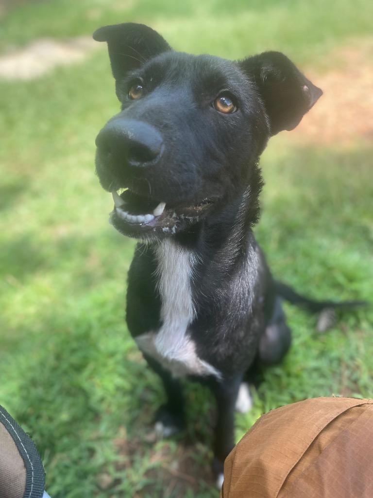 Leslie, Adoptable, Young Female Labrador Retriever & Collie.