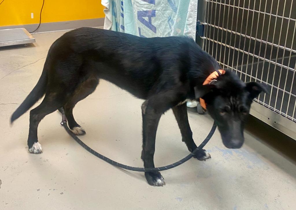 Leslie, Adoptable, Young Female Labrador Retriever.