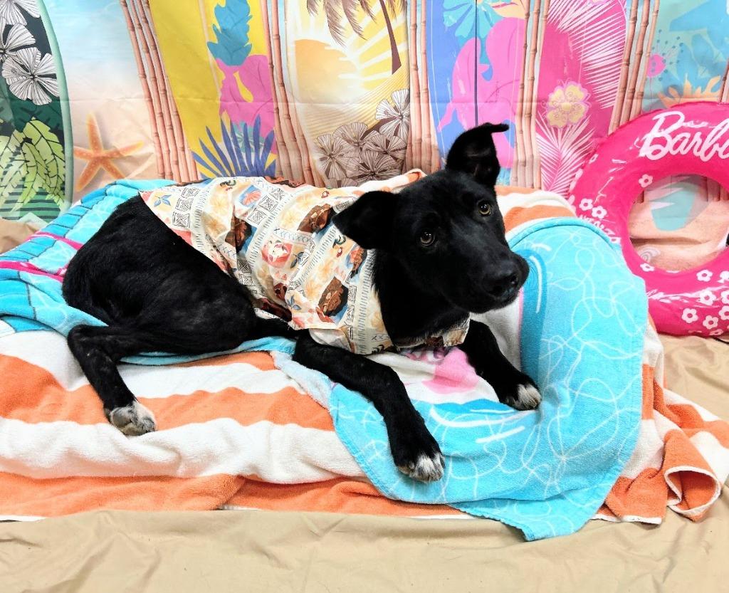 Enlarge Leslie, a Adoptable mixed breed in Bryant, AR image 2/4