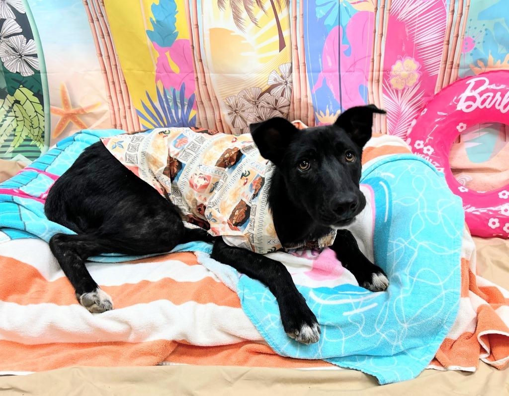 Enlarge Leslie, a Adoptable mixed breed in Bryant, AR image 3/4