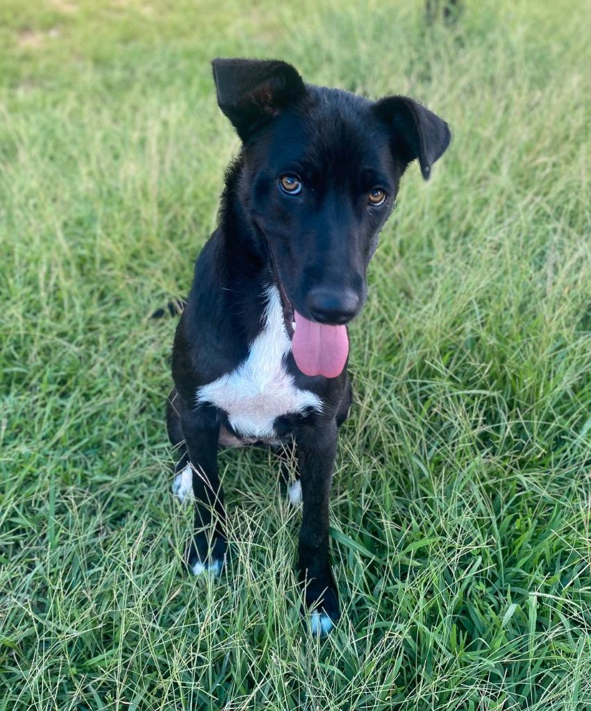 Leslie, a Adoptable mixed breed in Bryant, AR image 5/6