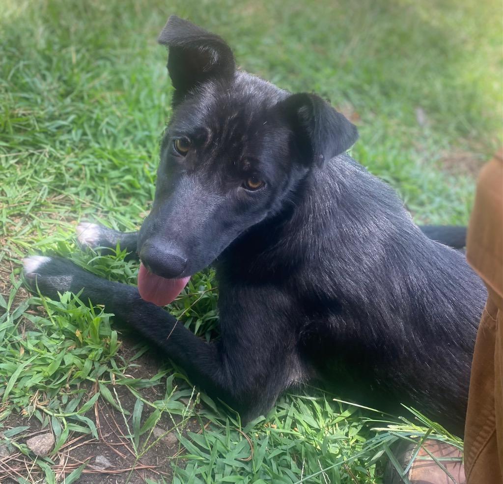 Leslie, a Adoptable mixed breed in Bryant, AR image 5/6