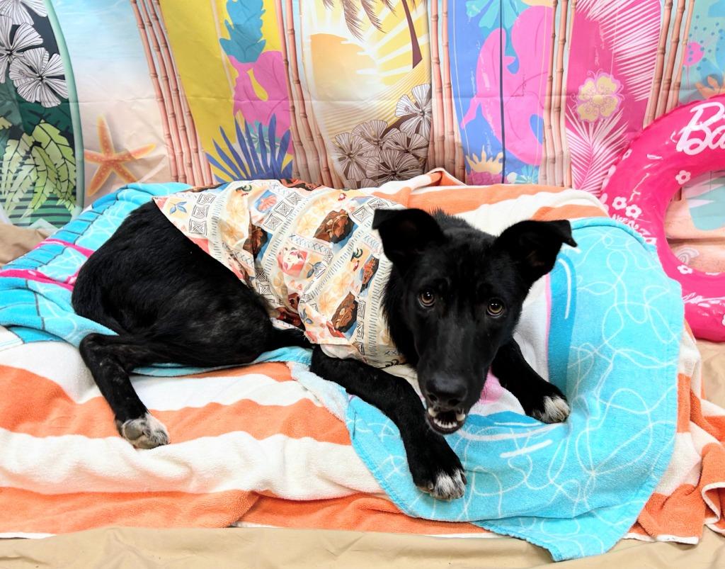 Enlarge Leslie, a Adoptable mixed breed in Bryant, AR image 4/4