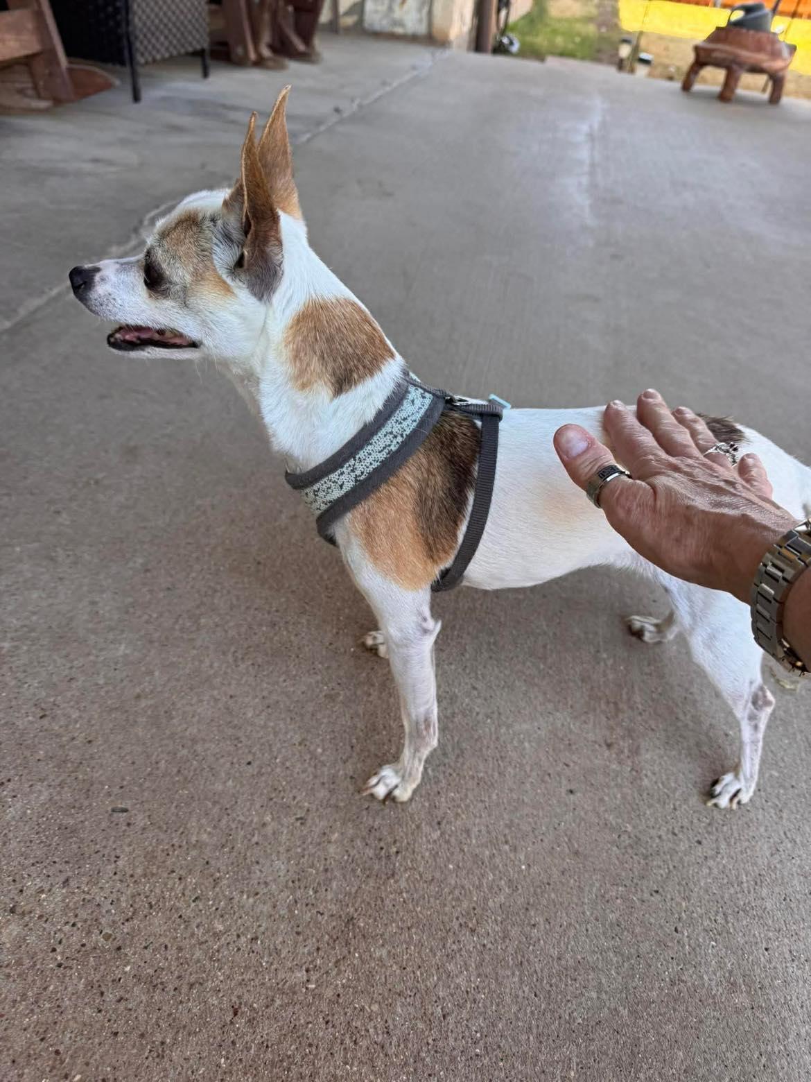 Enlarge Coco, a ADOPTABLE Chihuahua in Blue Bell, PA image 4/4