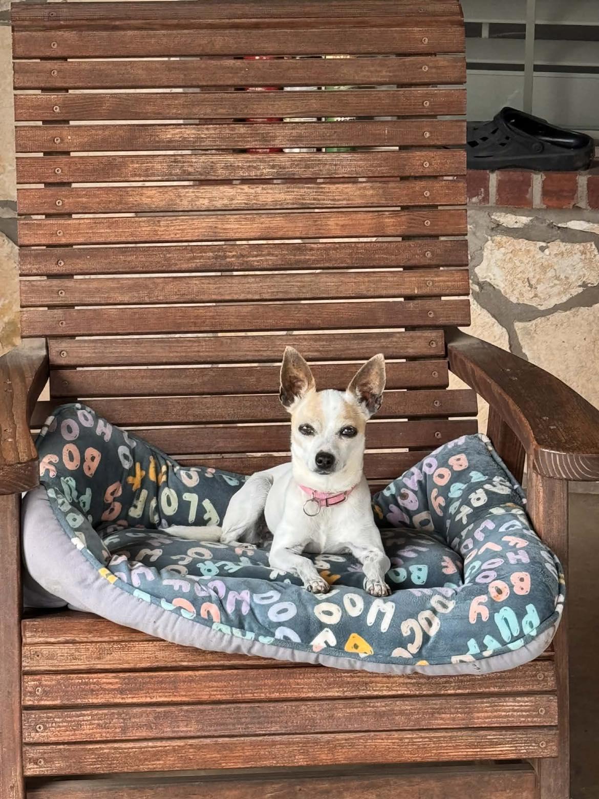 Enlarge Coco, a ADOPTABLE Chihuahua in Blue Bell, PA image 3/4