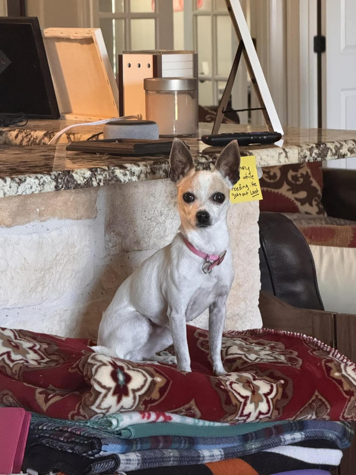 Enlarge Coco, a ADOPTABLE Chihuahua in Blue Bell, PA image 2/4