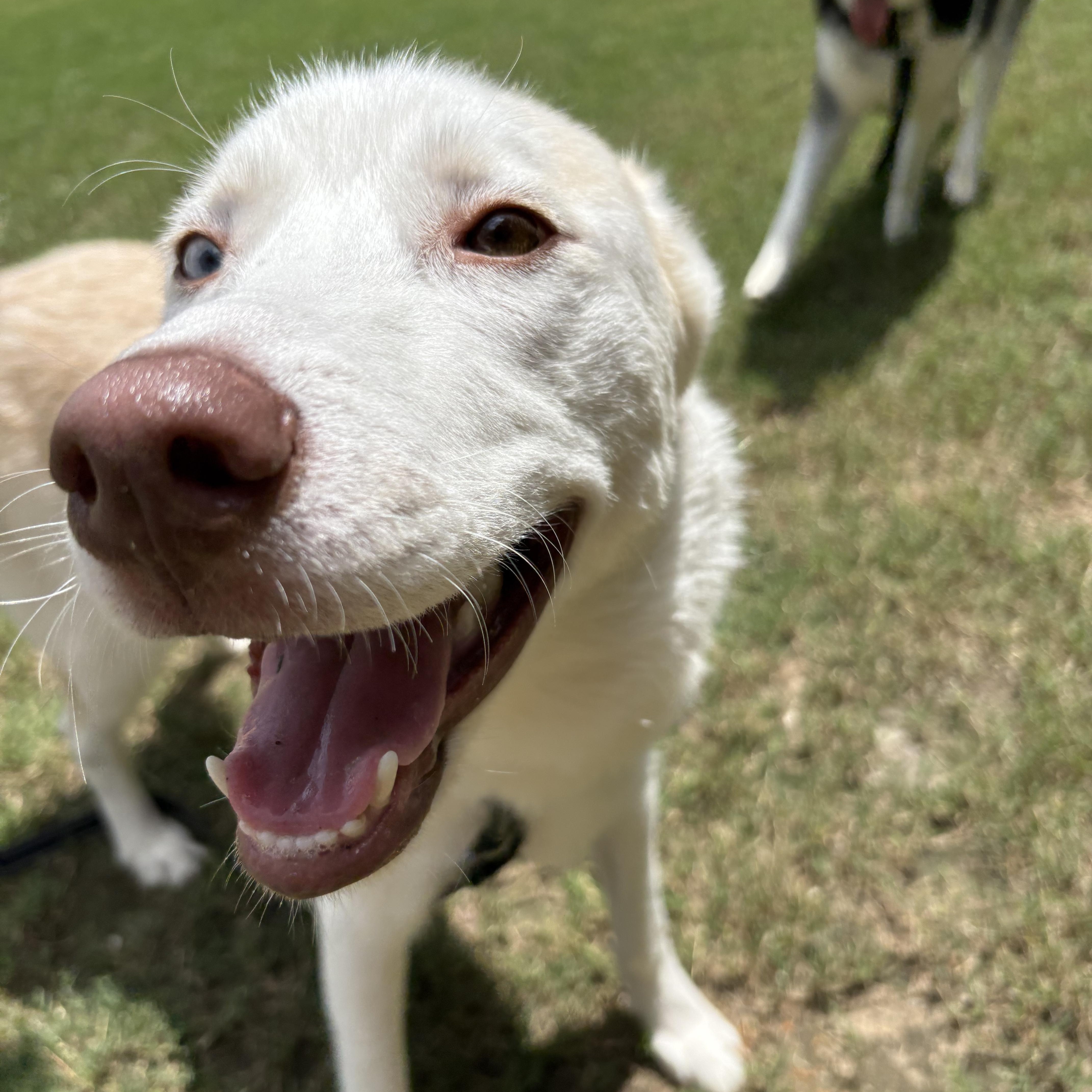 Enlarge Cass, an adopted Siberian Husky in Jasper, GA image 6/6