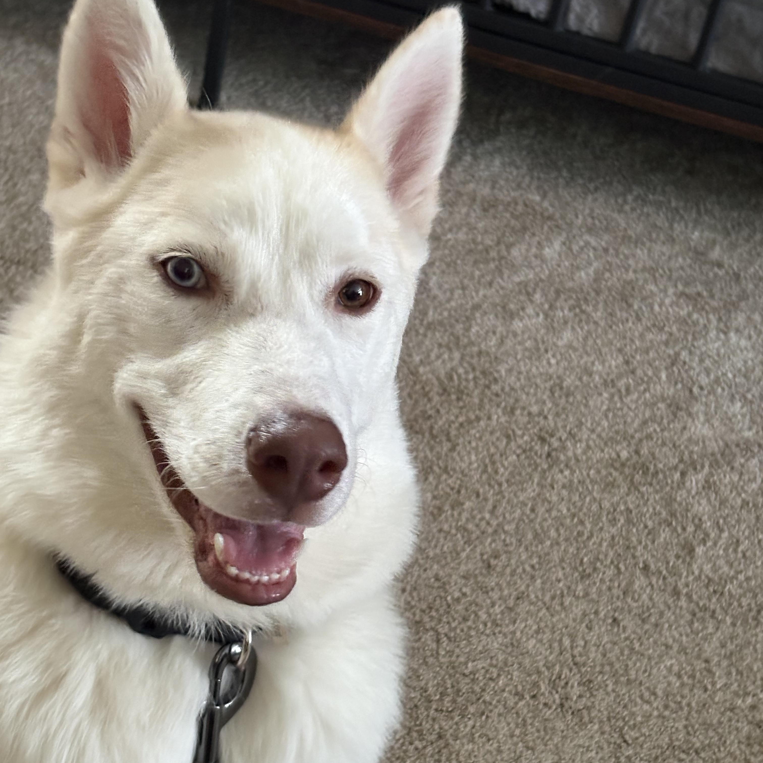 Enlarge Cass, an adopted Siberian Husky in Jasper, GA image 2/6