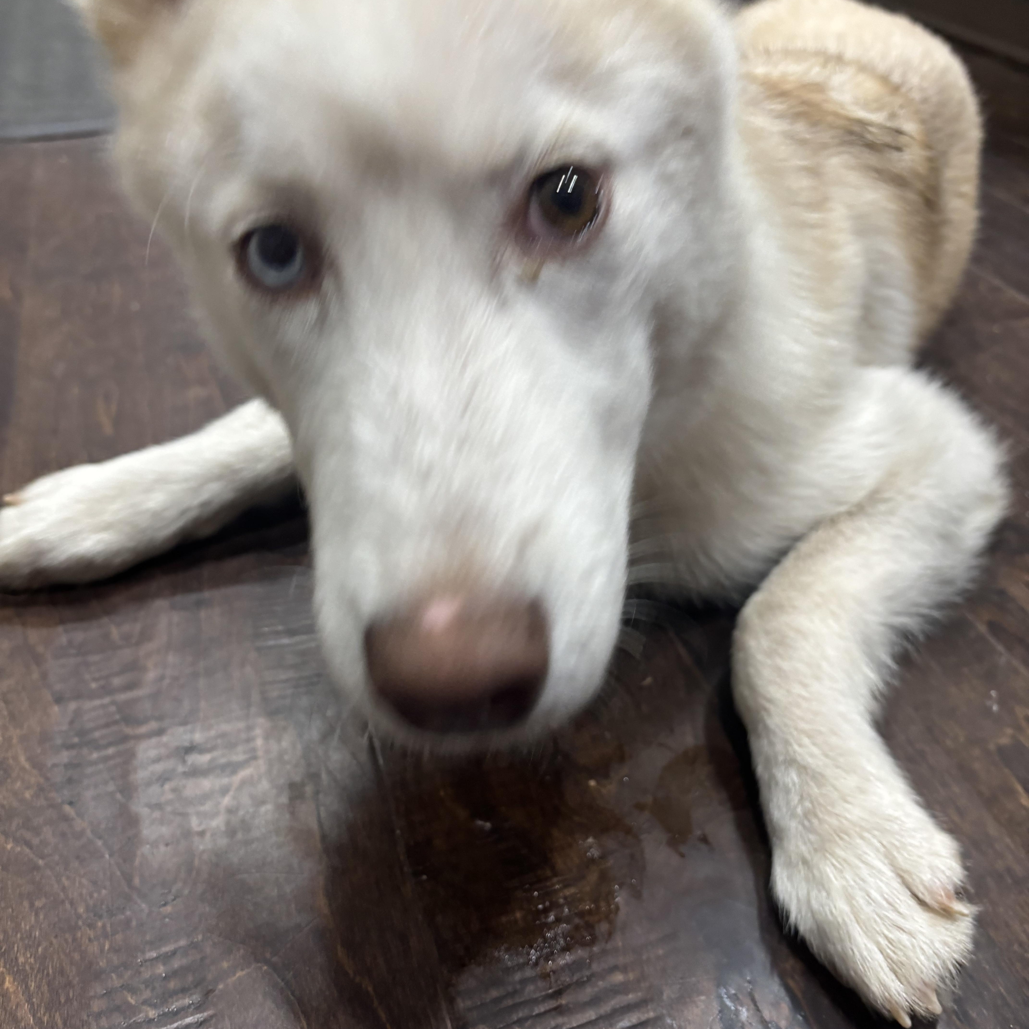 Enlarge Cass, a ADOPTABLE Siberian Husky in Jasper, GA image 3/6