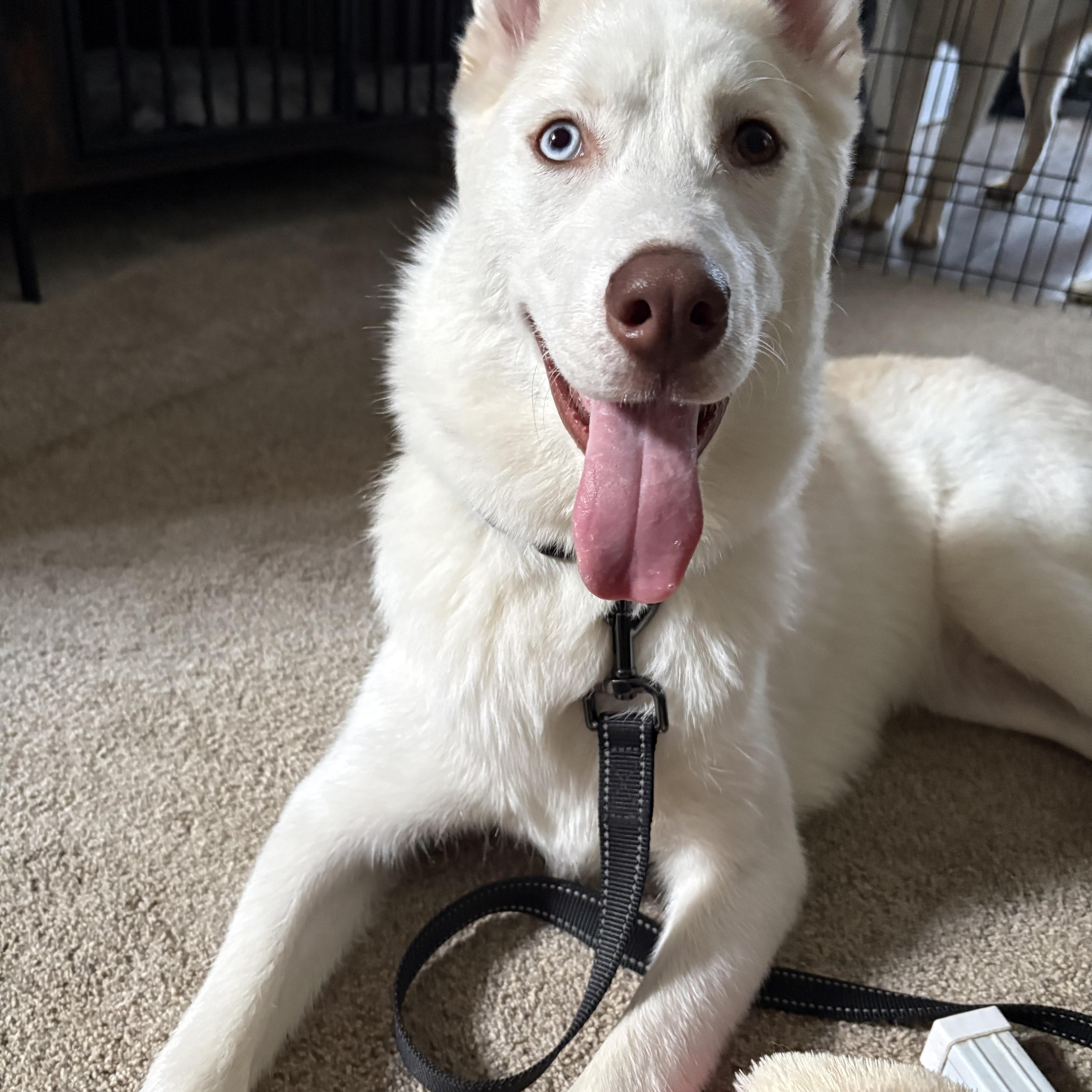 Enlarge Cass, an adopted Siberian Husky in Jasper, GA image 4/6