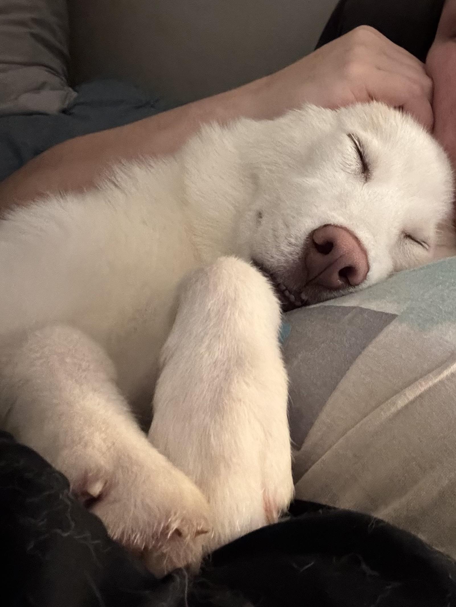 Enlarge Cass, a ADOPTABLE Siberian Husky in Jasper, GA image 6/6