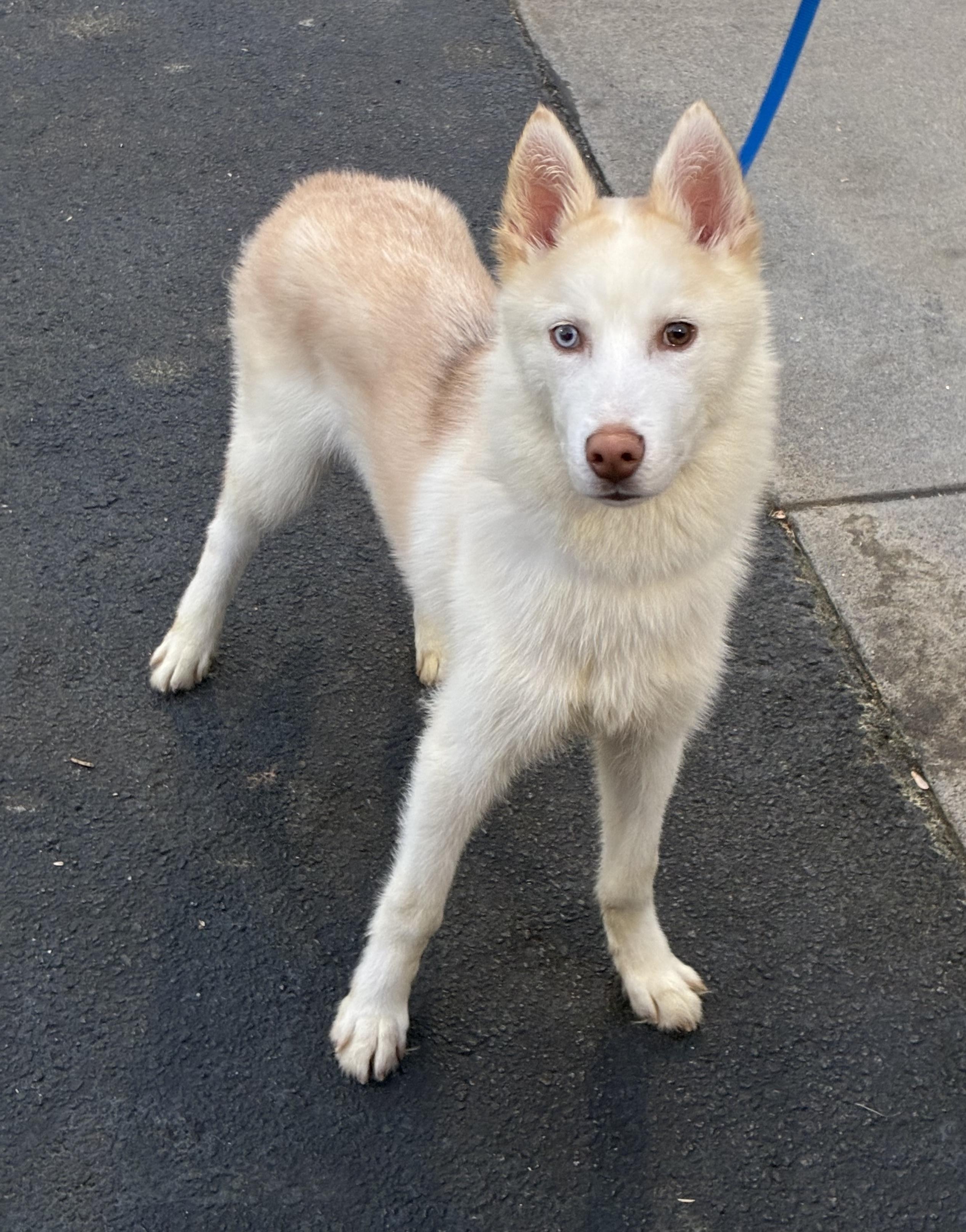 Cass, ADOPTABLE, Puppy Male Siberian Husky.