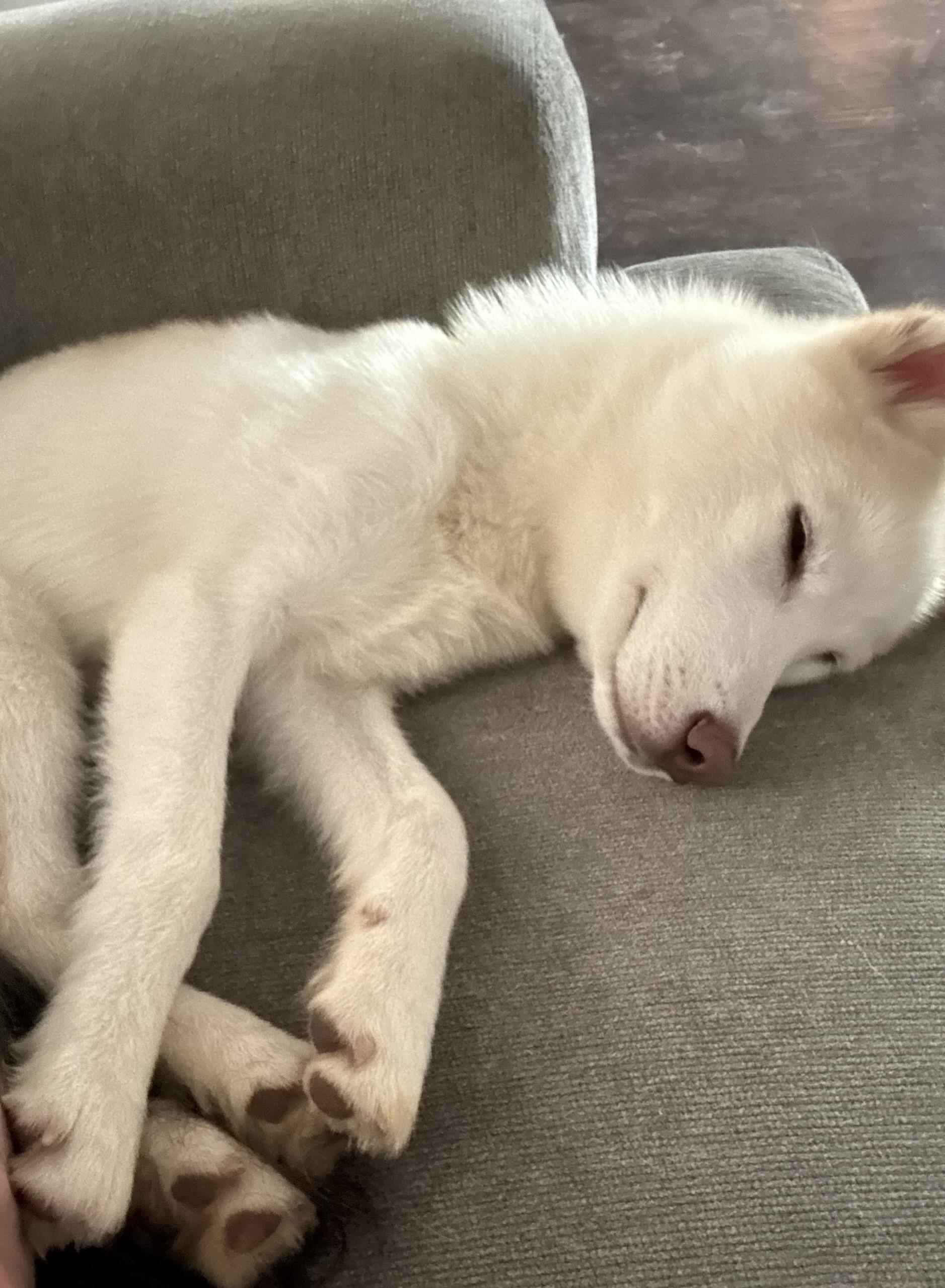 Enlarge Cass, a ADOPTABLE Siberian Husky in Jasper, GA image 4/6