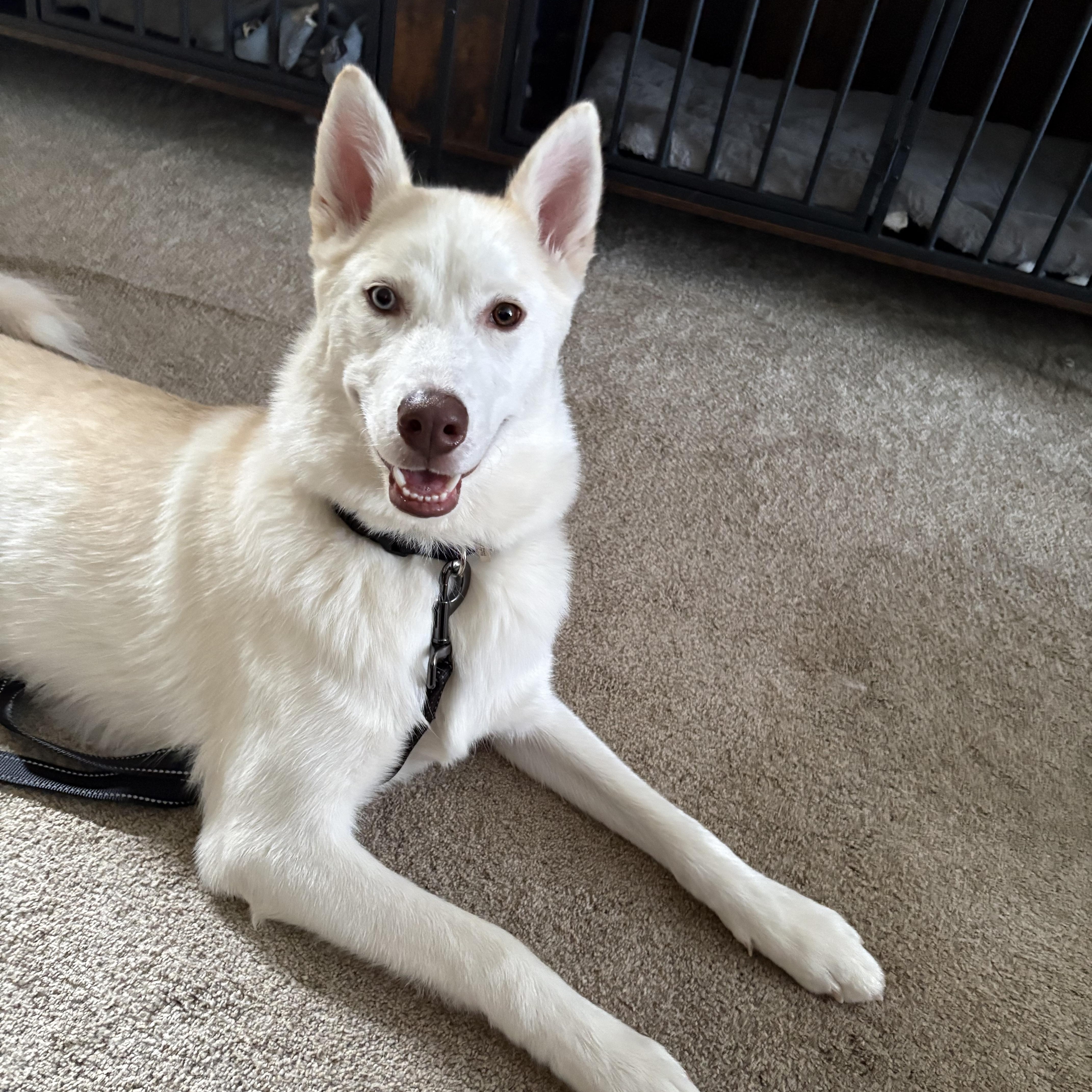 Cass, adopted, Puppy Male Siberian Husky.