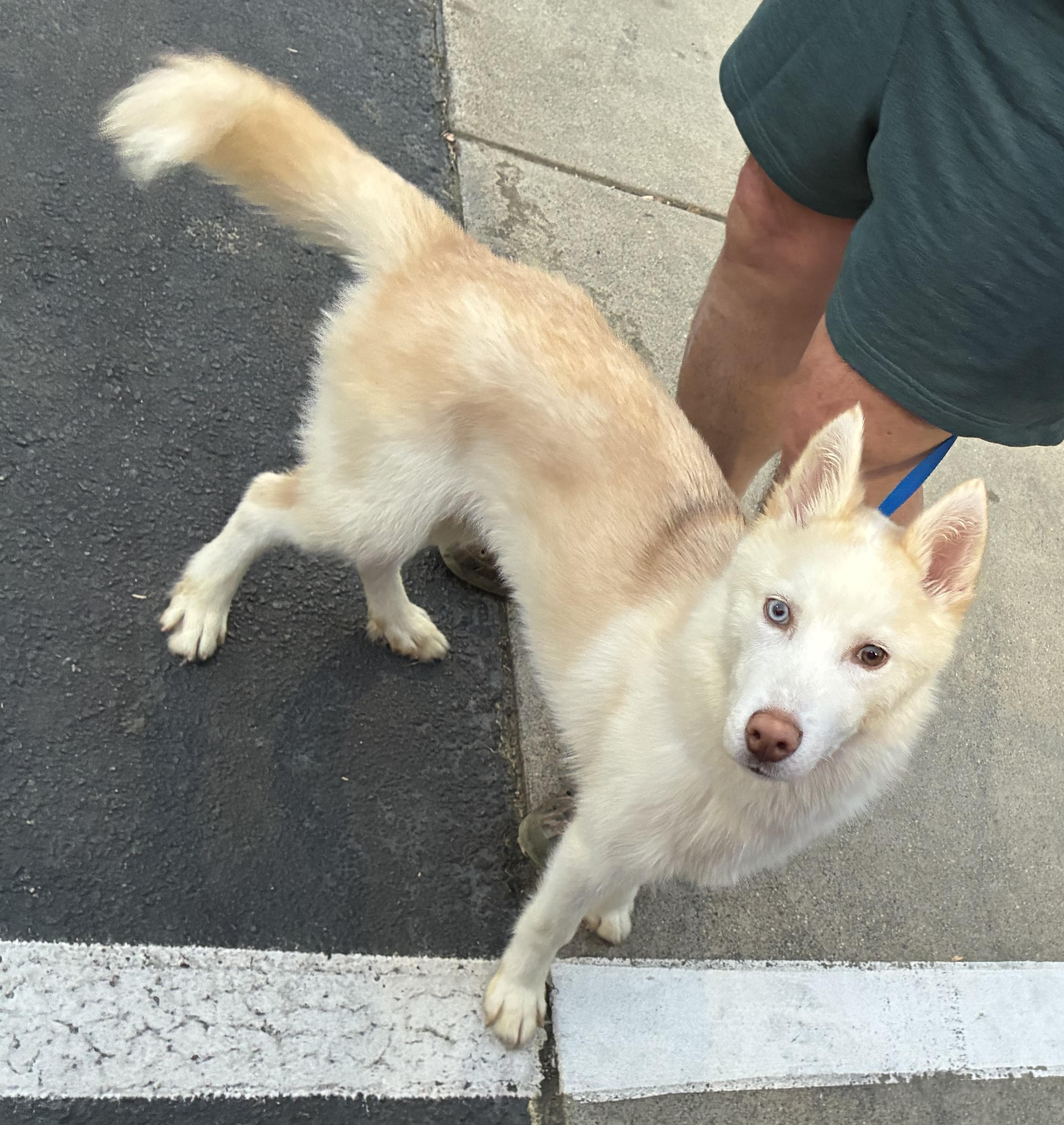 Enlarge Cass, a ADOPTABLE Siberian Husky in Jasper, GA image 2/2
