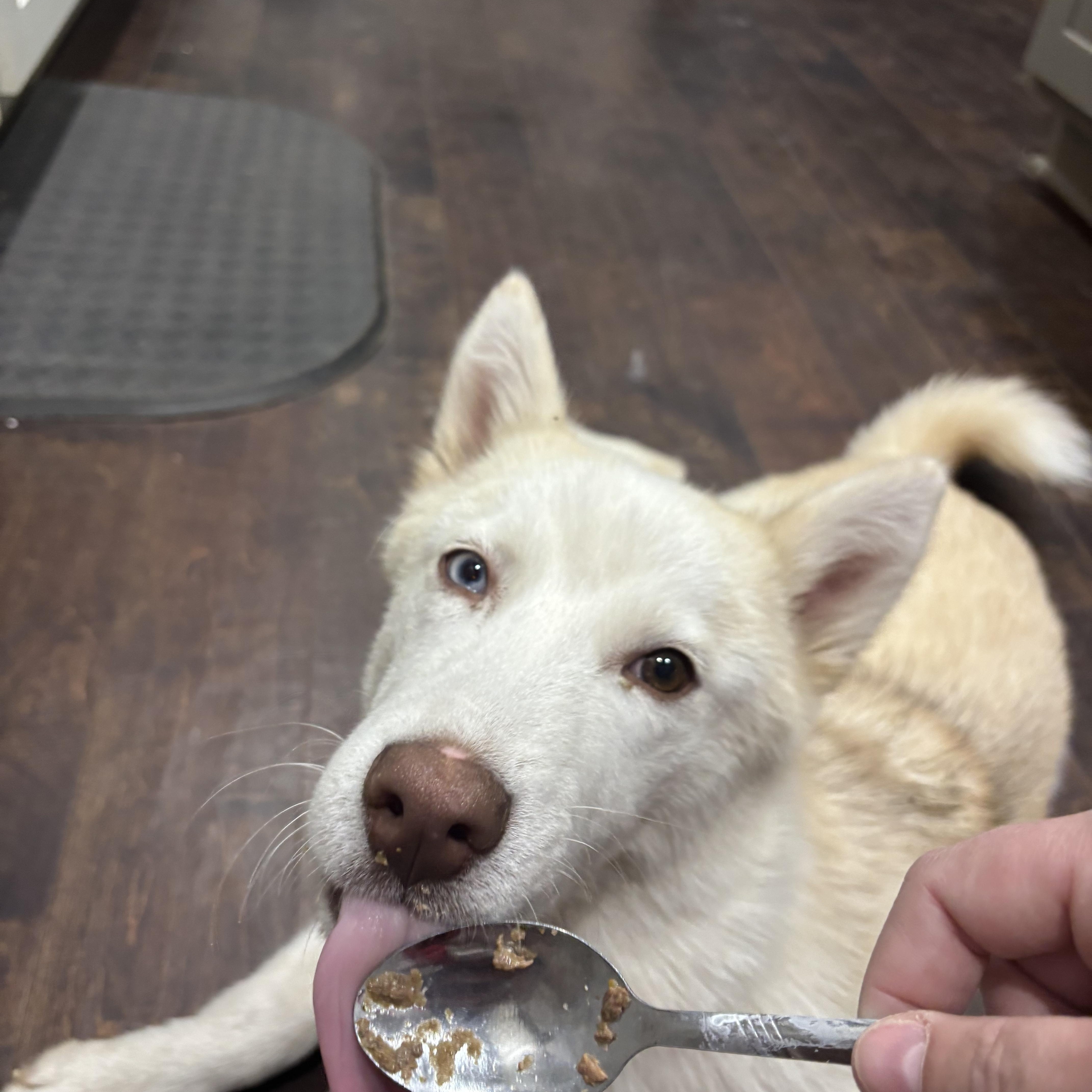 Enlarge Cass, a ADOPTABLE Siberian Husky in Jasper, GA image 5/6