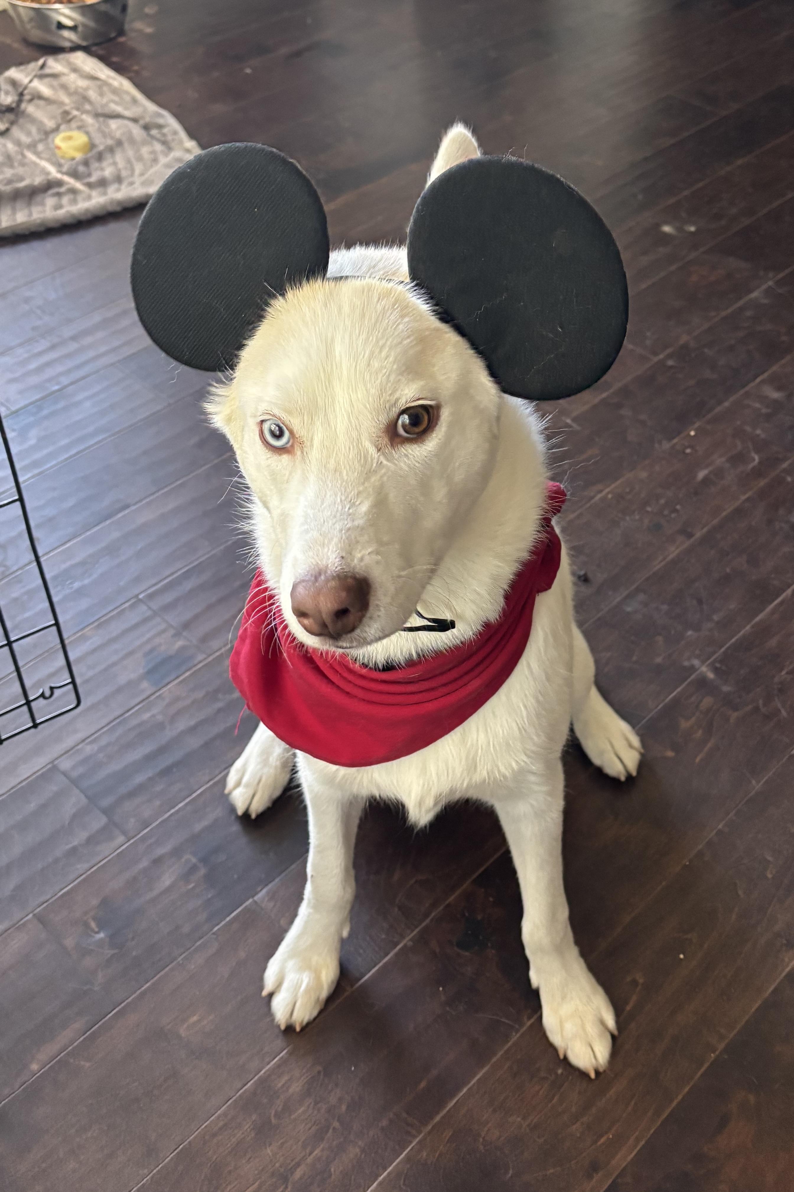 Cass, a ADOPTABLE Siberian Husky in Jasper, GA image 6/6