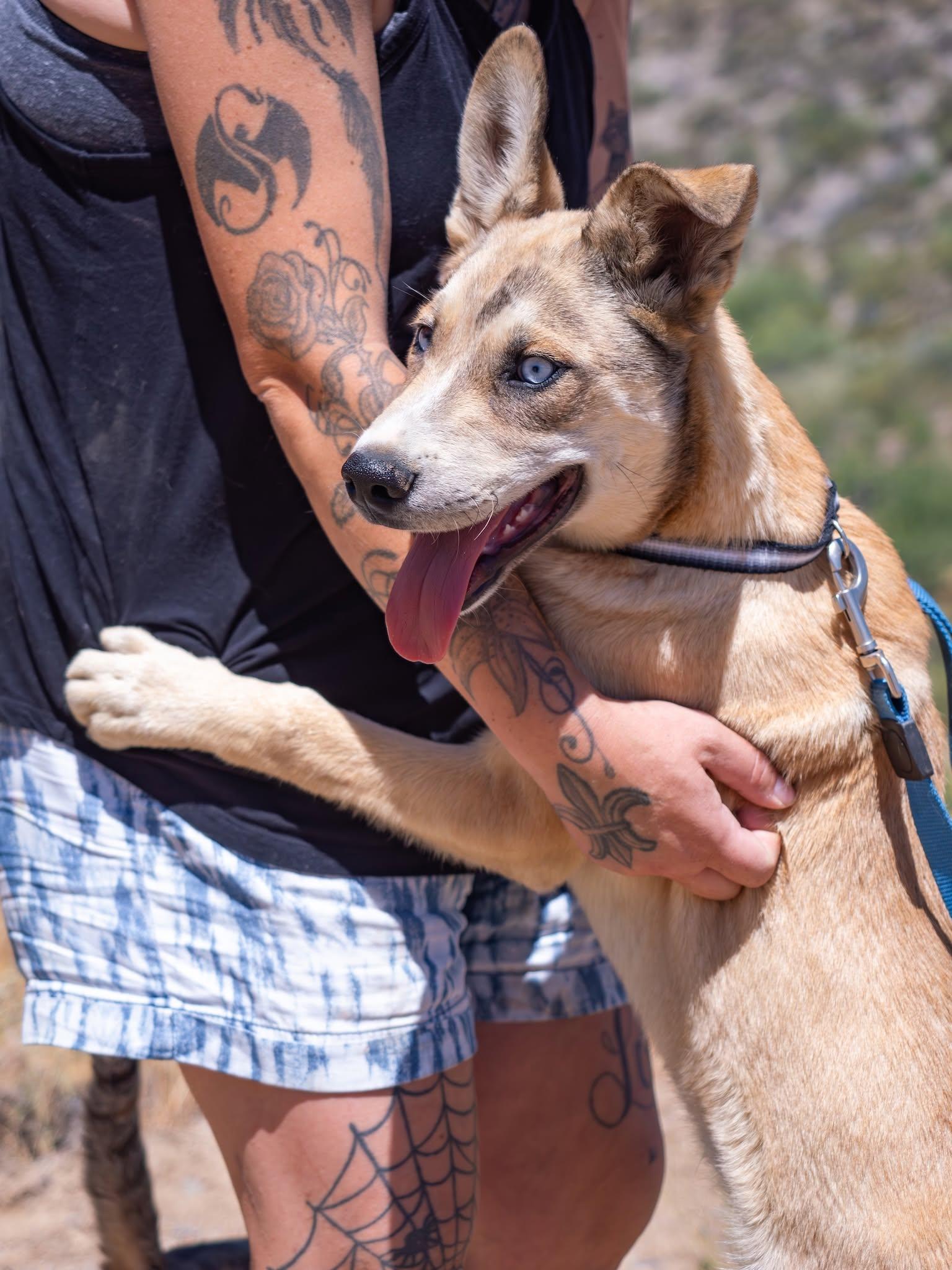 Enlarge Scooby, a ADOPTABLE mixed breed in Globe, AZ image 1/1