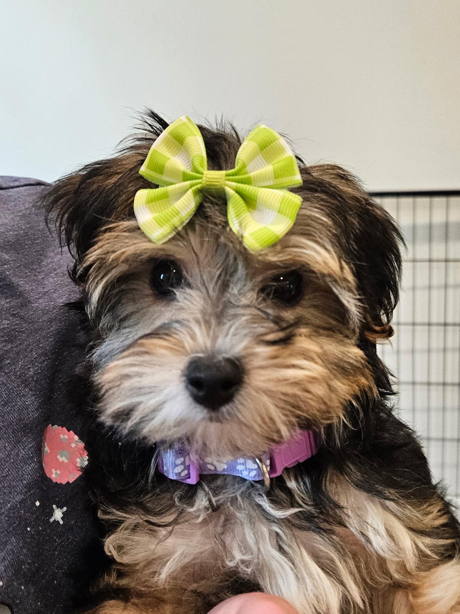 Enlarge Nika, an adopted mixed breed in Buford, GA image 1/1