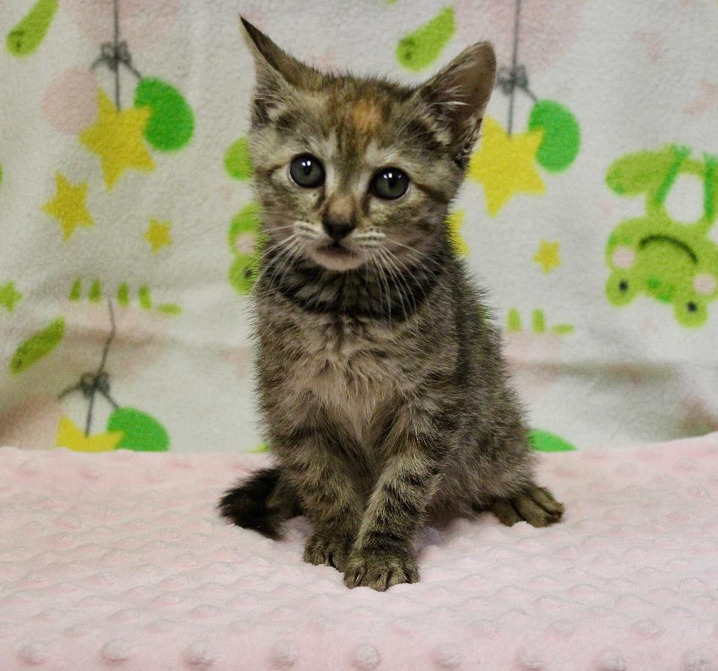 Althea, Adoptable, Kitten Female Domestic Short Hair.