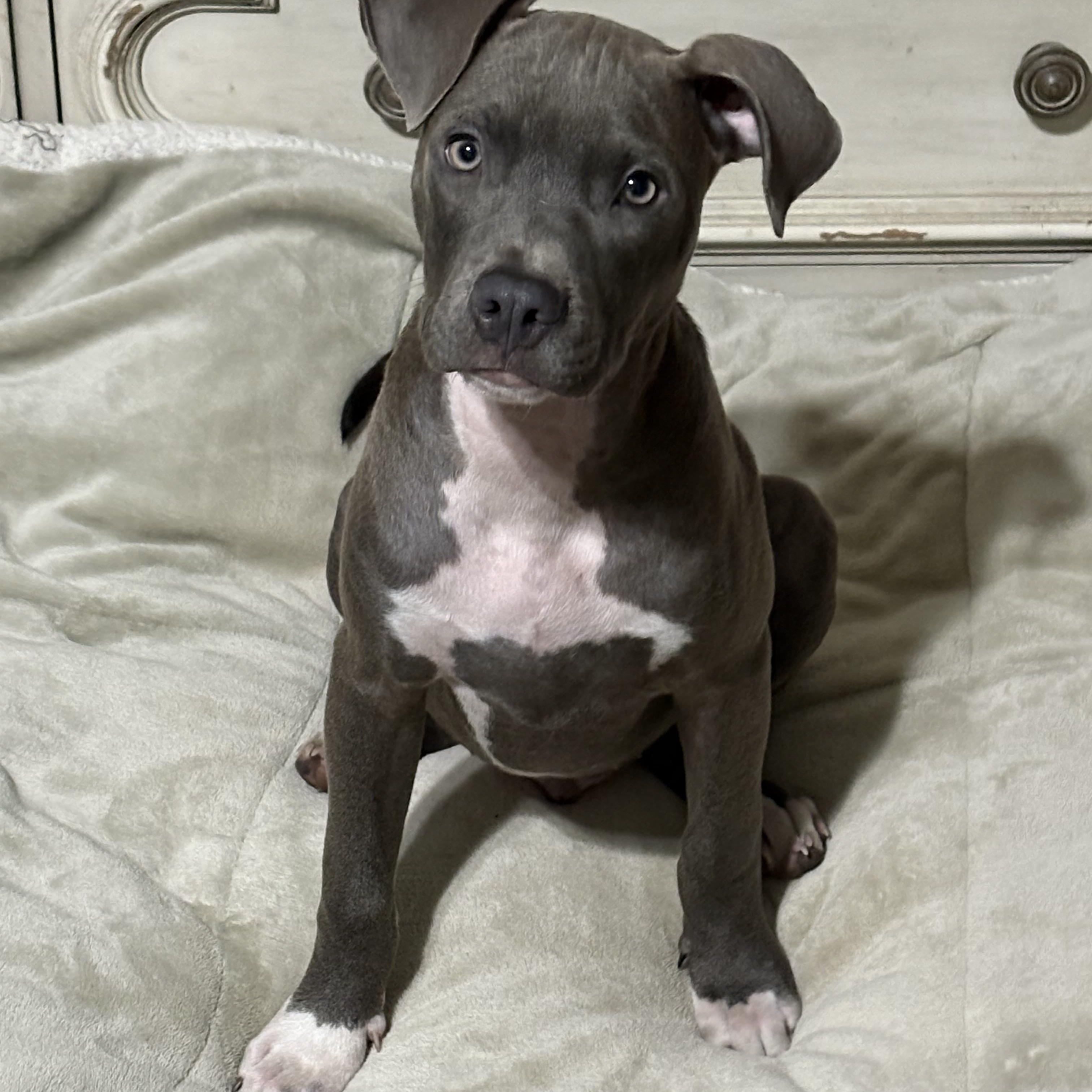 Enlarge Jimmy, an adopted mixed breed in Spring Hill, FL image 3/4