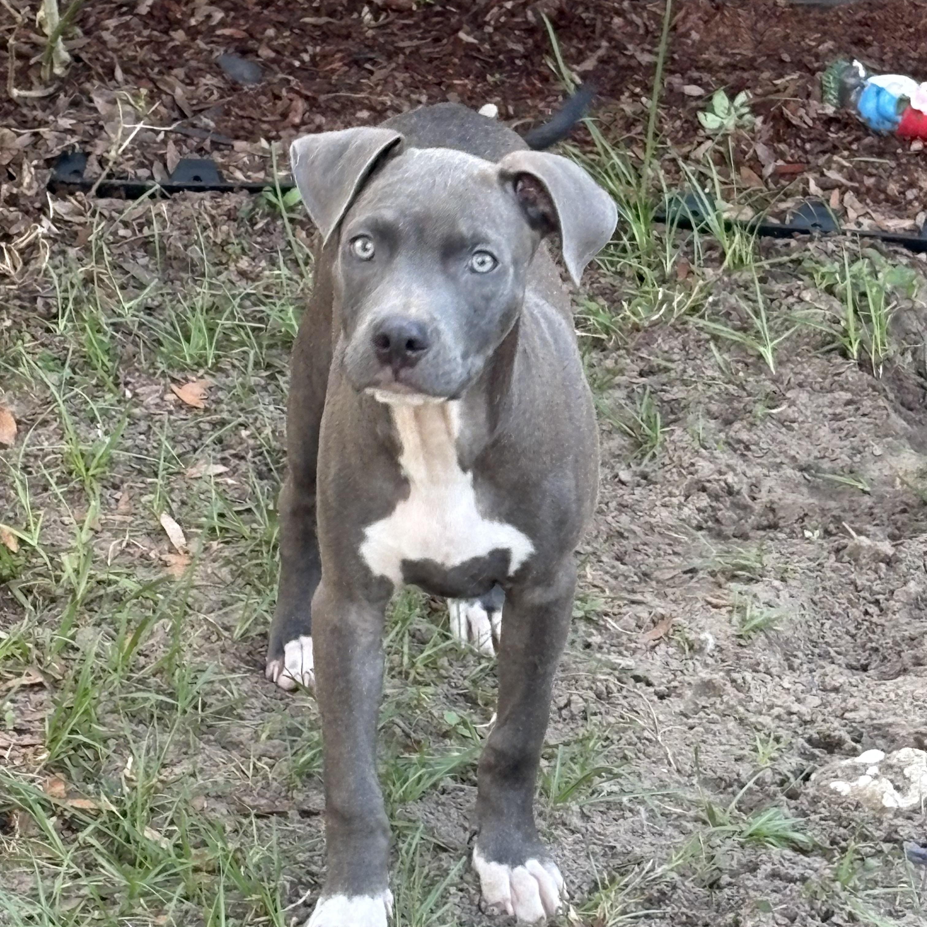 Enlarge Jimmy, an adopted mixed breed in Spring Hill, FL image 2/4